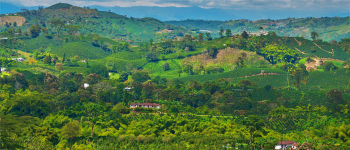 Coffee farming in Colombia