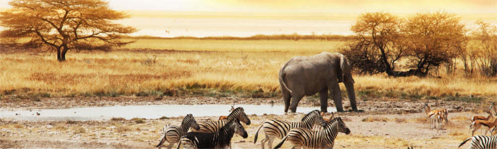 Travelling to Africa