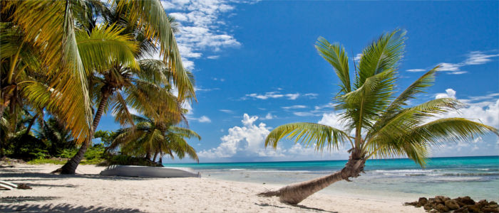 Palms at the beach in Cuba