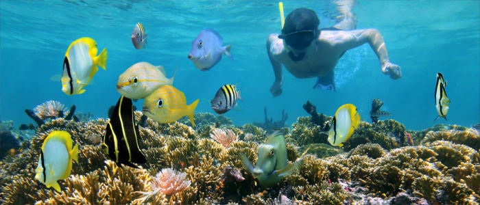 Diving in the sea between corals and fish in Cuba