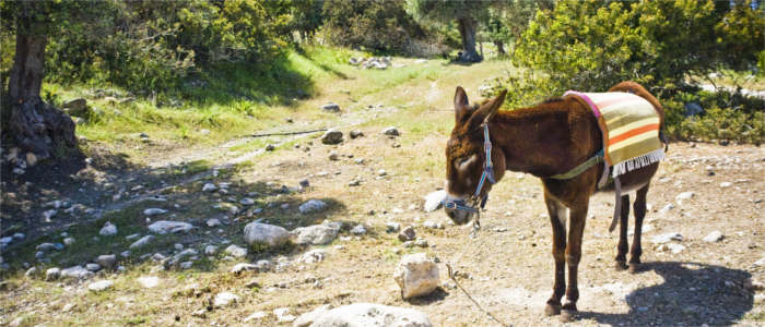 Donkeys in Cyprus