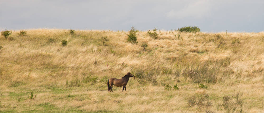 Feral horse on Langeland