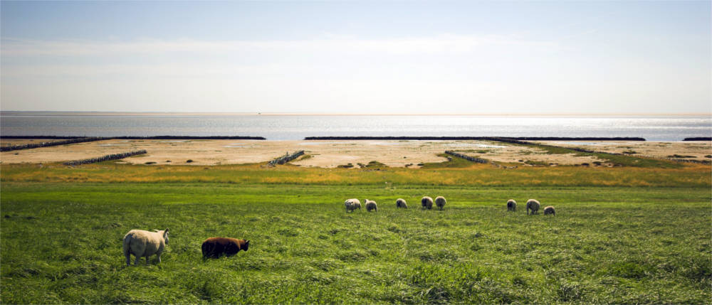 Dyke landscape