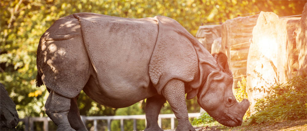 Rhinoceros
