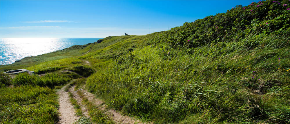 Meadow in Skagen
