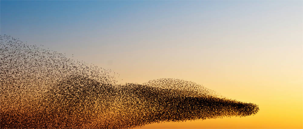 Swarm of birds on Rømø