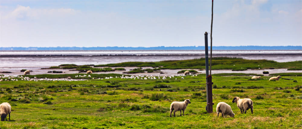 Landscape in South Jutland