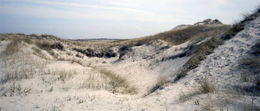 Sand dune landscape in West Jutland