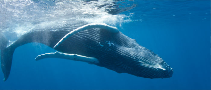 Humpback whales in the sea in front of the Dominican Republic