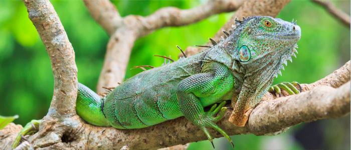 Animals in the Dominican Republic, Iguana