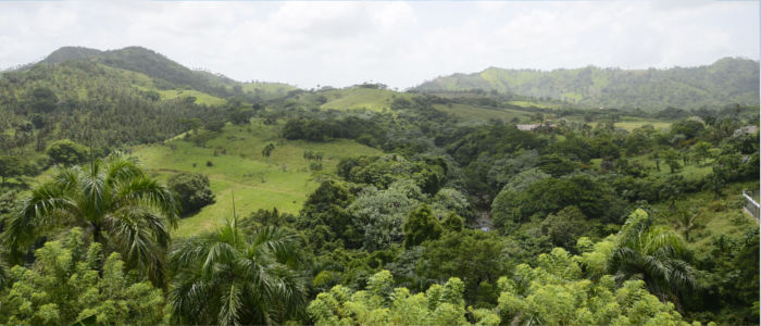Rainforest in the Dominican Republic