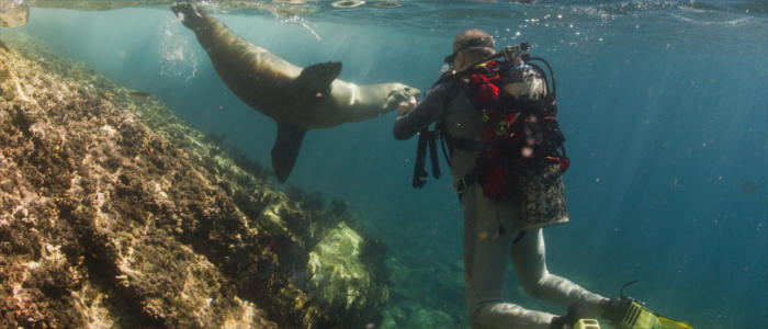 Diving with the islands' animals