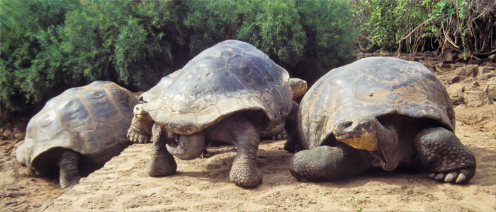 Galápagos tortoises