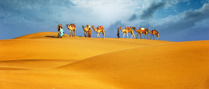 Camels in the desert in Egypt