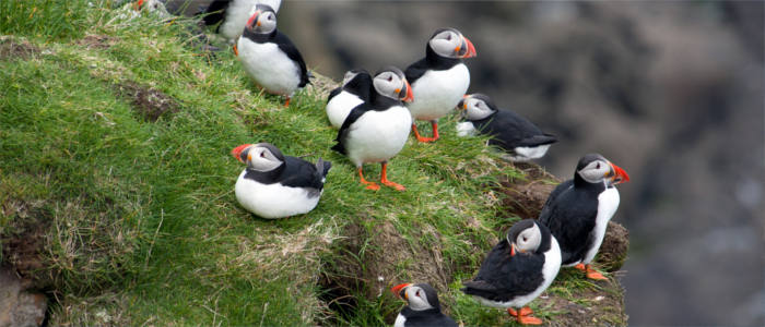 Puffins