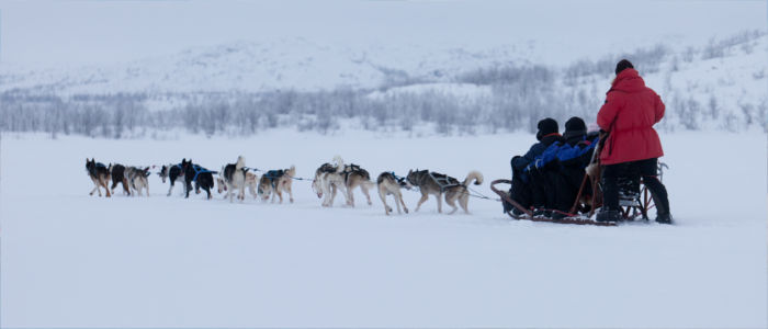 Dog sledges in Finland