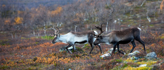 Reindeer in Finland