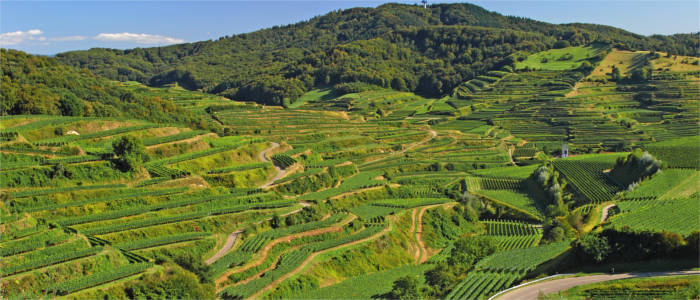 Famous wine-growing region
