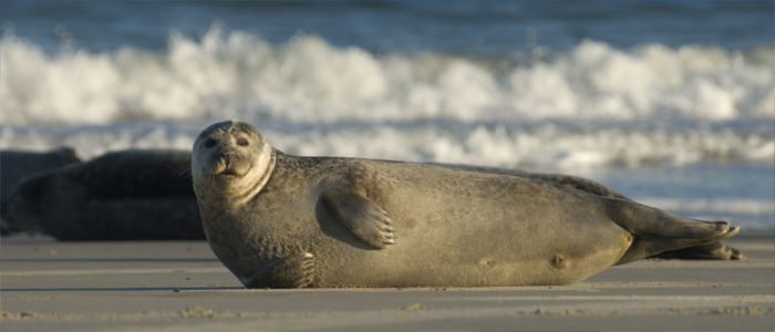 Wild seals at German coasts