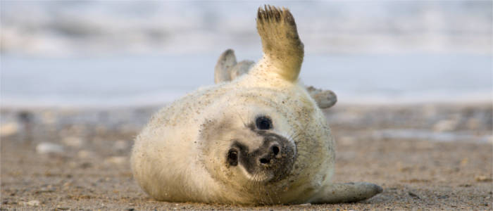 Whitle seal at the North Sea