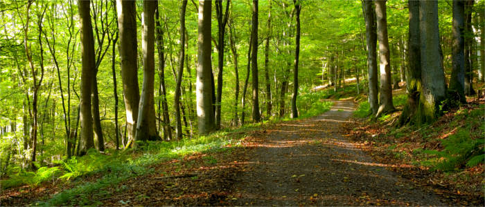 Forest in the Saarland