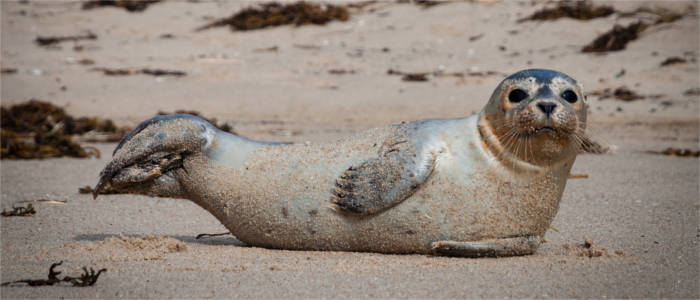 Seal in Schleswig-Holstein