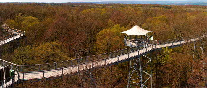 Canopy walkway in the Hainich National Park