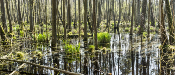 Marshland on Usedom