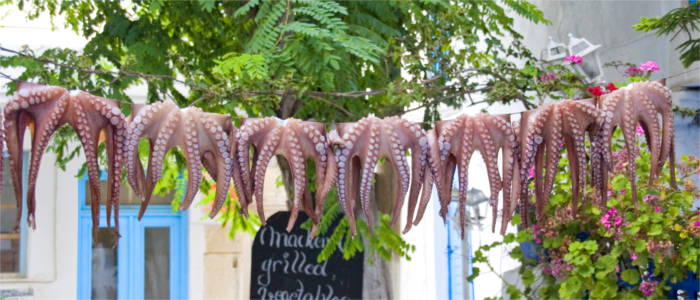 Squids - a delicacy on Halkidiki