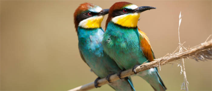 Colourful birds on Lesbos