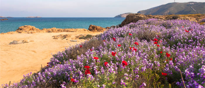 Sandy beach on Mykonos in the Cyclades