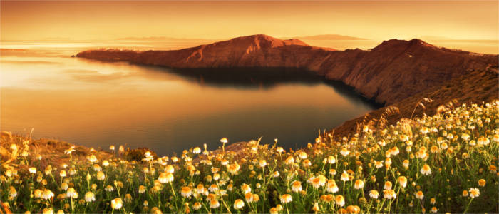 A sea of flowers on Santorini