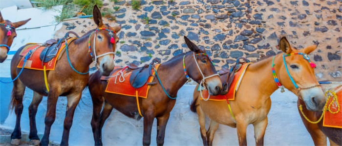 The donkeys on Santorini on the famous stair