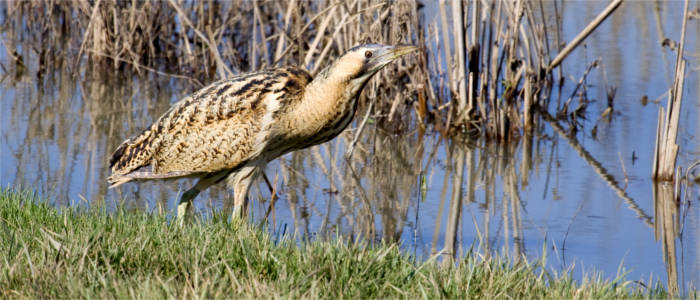 Eurasian bittern in Thrace