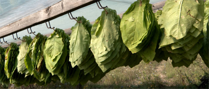 Tobacco plantation in Xanthi