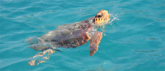 Giant turtles on Zakynthos