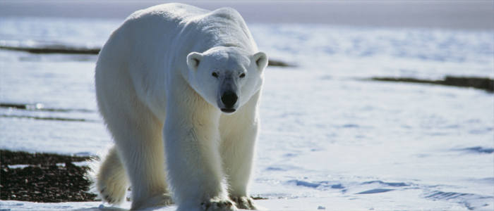 Greenland's polar bears