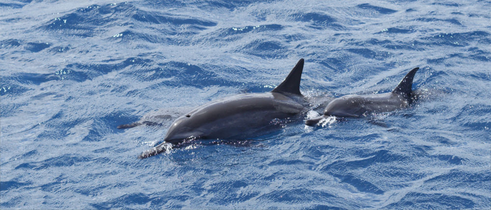 Dolphins near the Northern Mariana Islands