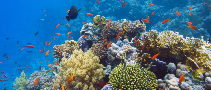 Haiti's underwater world