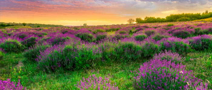 Hungarian landscape in Tihany