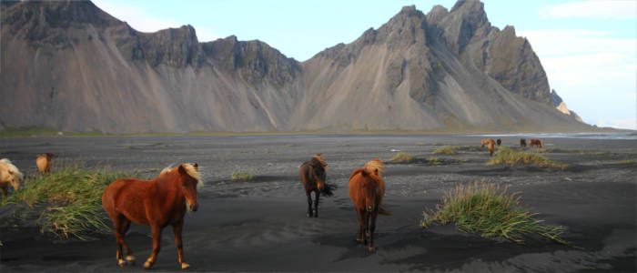 Iceland's horses