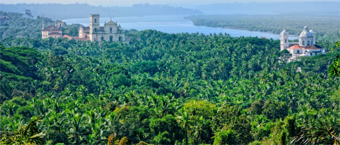 Rainforest in Goa