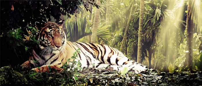 Bengal tiger in India
