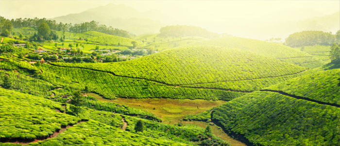 Tea cultivation in Kerala in India