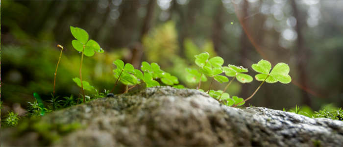 Ireland's shamrock