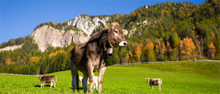 A cow pasture in an alpine valley