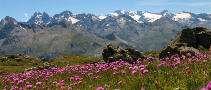 A flower field in front of a wonderful mountainous landscape