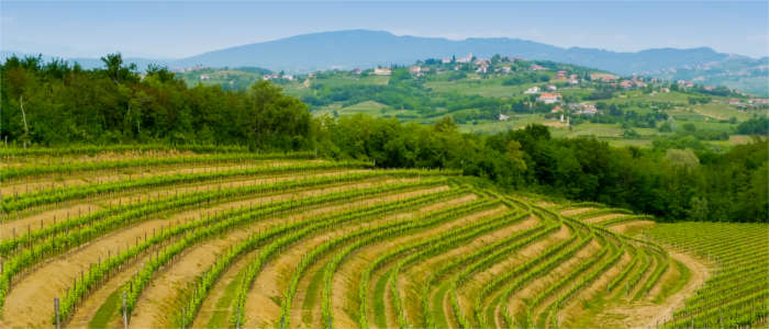 Hills and vineyards in Friuli-Venezia Giulia