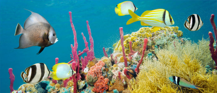 Coral reef in the sea in front of Jamaica