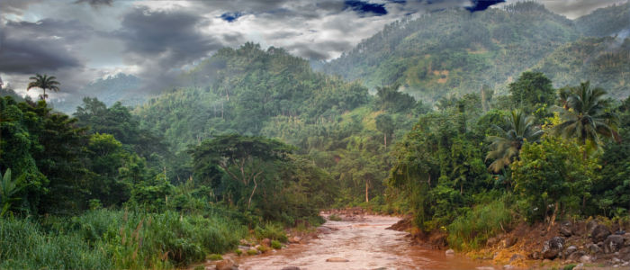 Rainforest in Jamaica